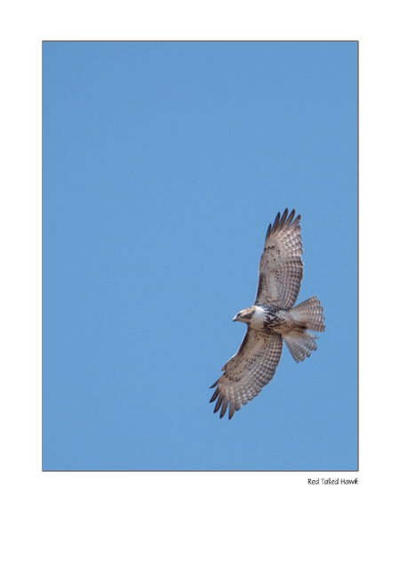 Juvenile Red Tailed Hawk